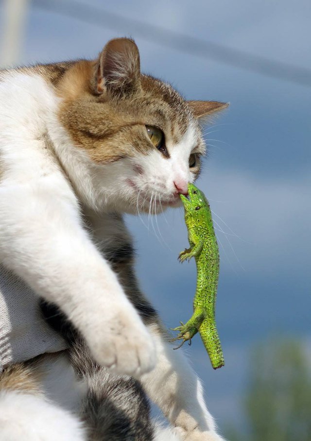 Cat with lizard hanging onto its nose.