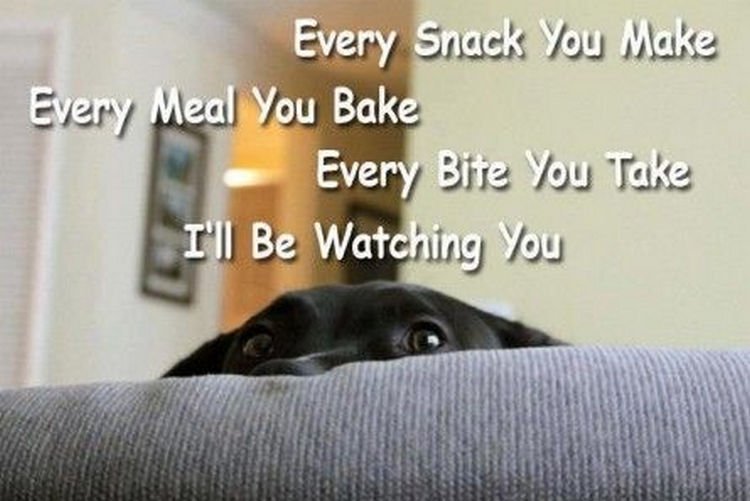 30 Things Only Dog Owners Will Understand - They also love food that doesn