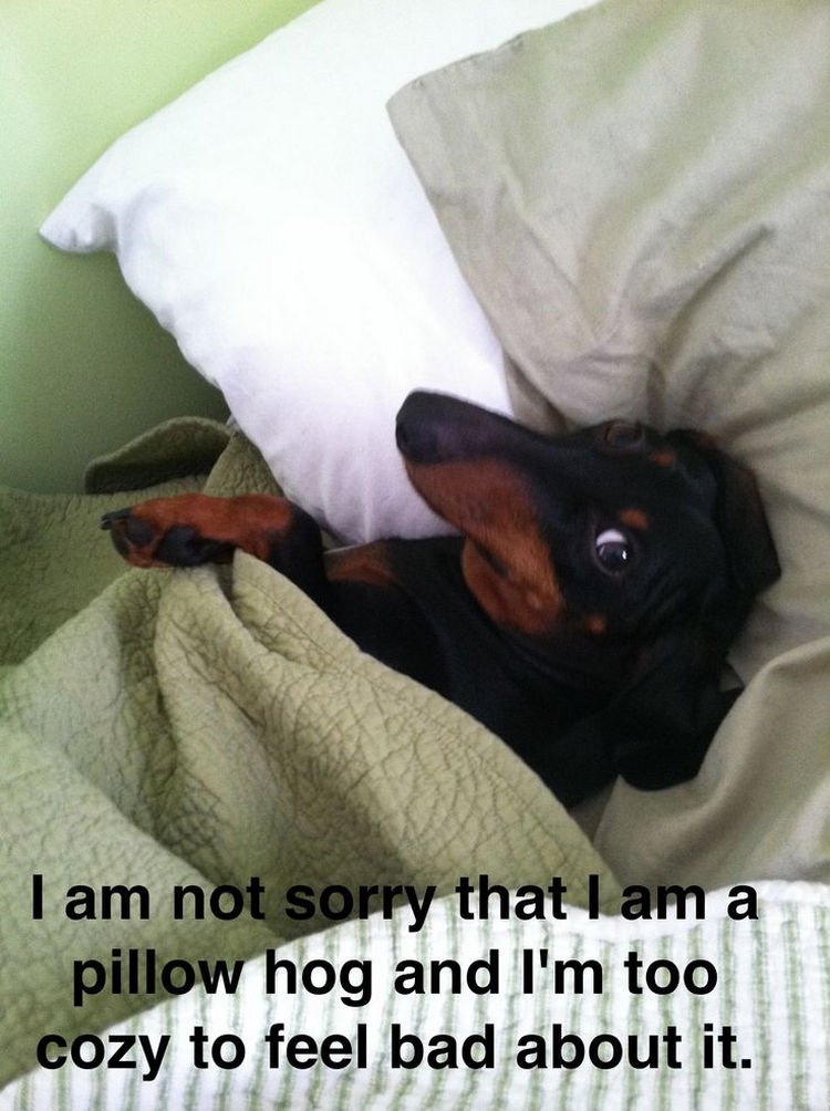 30 Things Only Dog Owners Will Understand - They will hog your bed.
