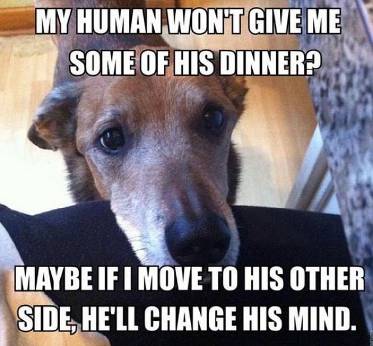 30 Things Only Dog Owners Will Understand - They