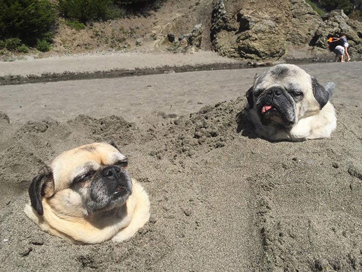 35 Photos of Animals Stuck in the Weirdest Places - I think they lost a bet at the beach.