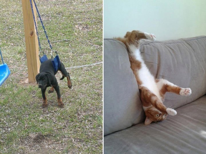 35 Photos of Animals Stuck in the Weirdest Places - So close, yet so far.