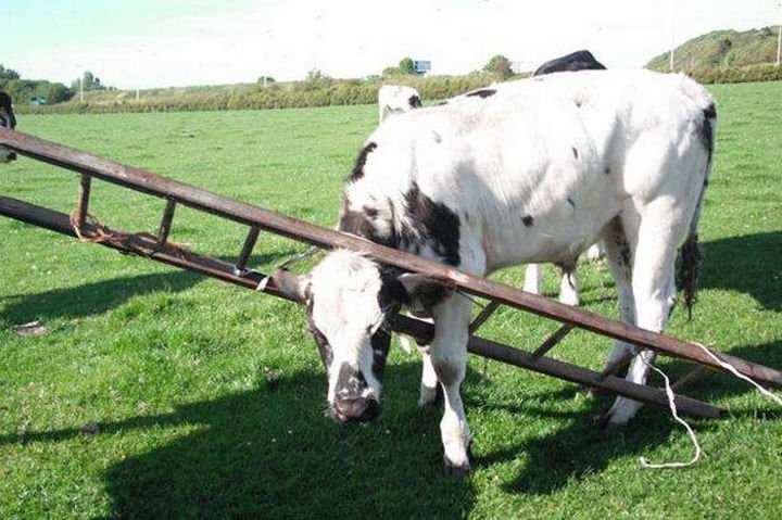 35 Photos of Animals Stuck in the Weirdest Places - Just another day on the farm.