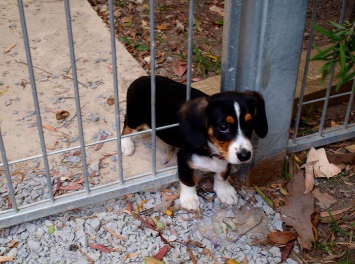 35 Photos of Animals Stuck in the Weirdest Places - Cuteness caught in a fence.