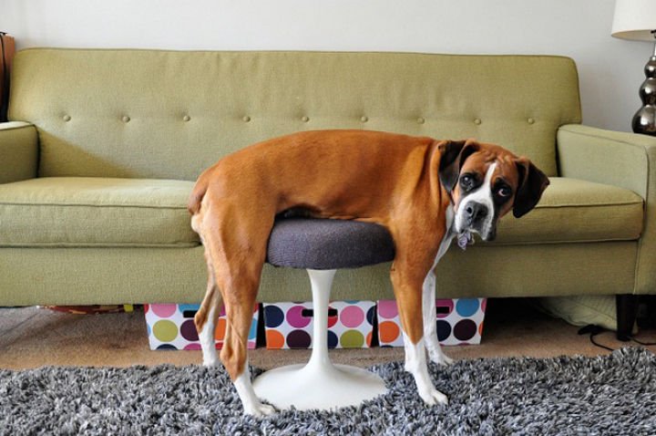 35 Photos of Animals Stuck in the Weirdest Places - He thinks it