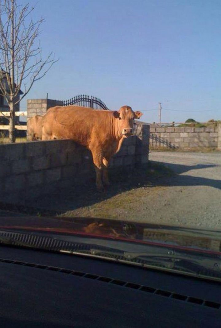 35 Photos of Animals Stuck in the Weirdest Places - I think this cow was trying to jump over the moon and missed.