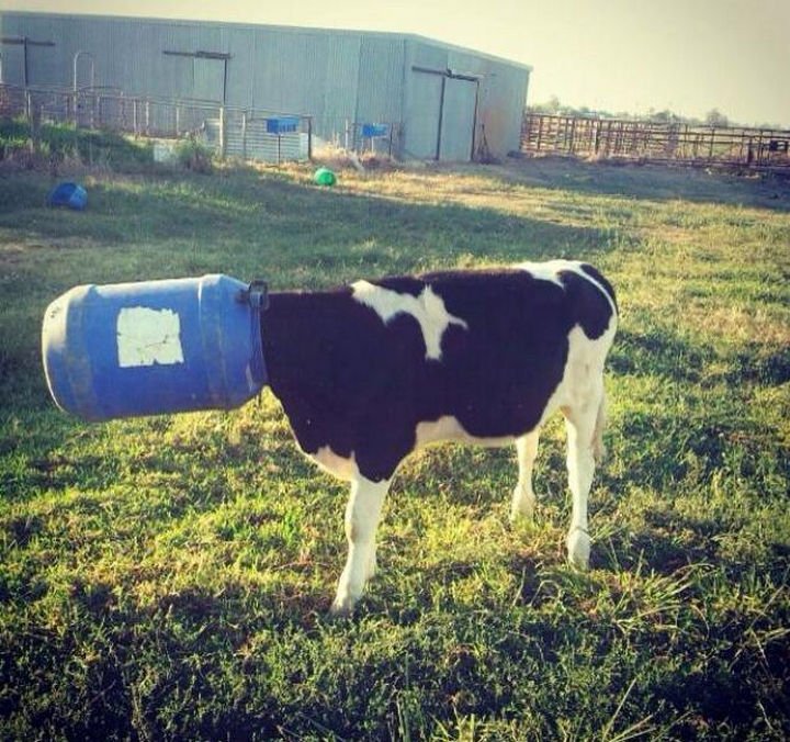 35 Photos of Animals Stuck in the Weirdest Places - I think she