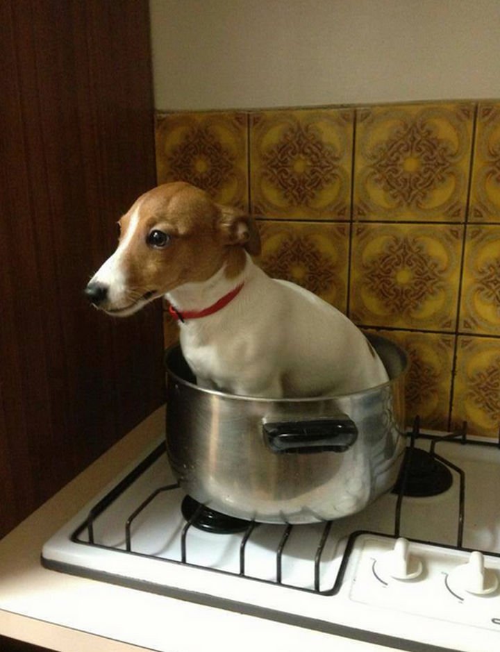 35 Photos of Animals Stuck in the Weirdest Places - I only hope the stove is not on...ouch!