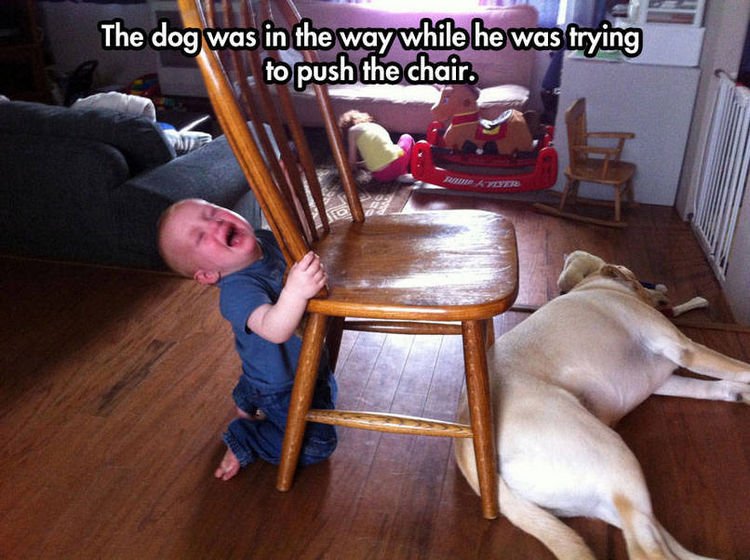 37 Photos of Kids Losing It - The dog was in the way while he was trying to push the chair.