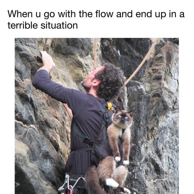 Cat strapped to back of man rock climbing. When u go with the flow and end up in a terrible situation