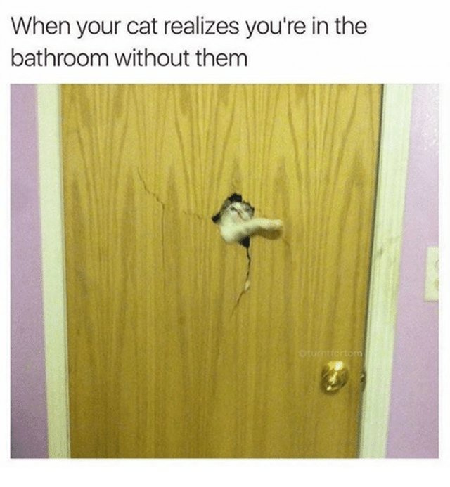 Cat breaking through bathroom door. When your cat realizes you