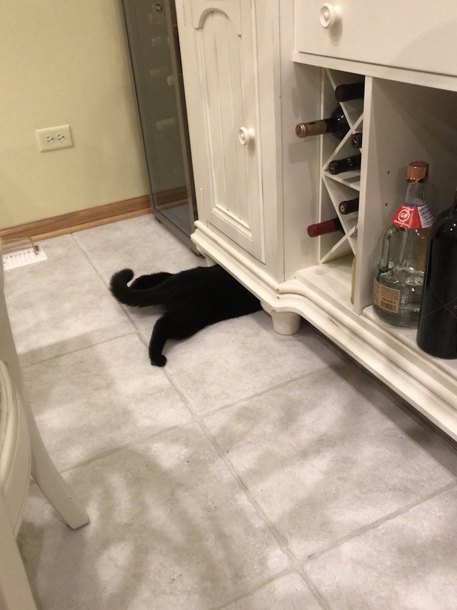 Cat reaching underneath cupboard