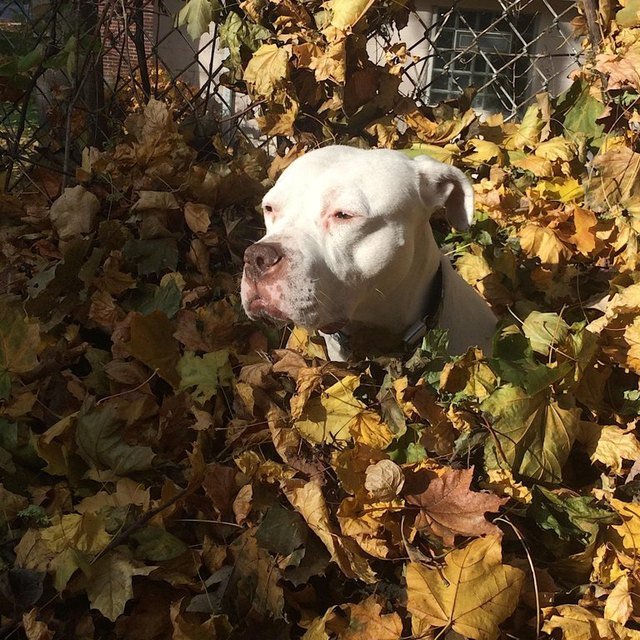 Dog sitting in a leaf pile.