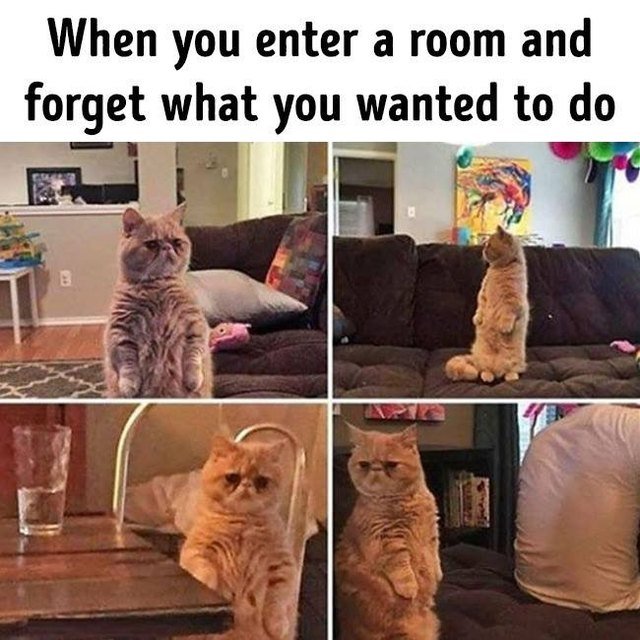 Confused cat. When you enter a room and forget what you wanted to do.