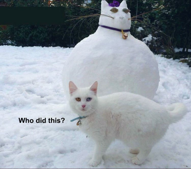 44 Incredibly Funny Pictures That Will Make You Smile - This cat doesn