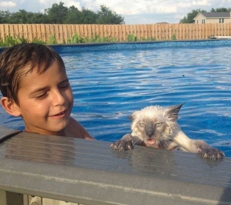 44 Incredibly Funny Pictures That Will Make You Smile - By the look on his face, this cat has no interest whatsoever in learning how to swim.