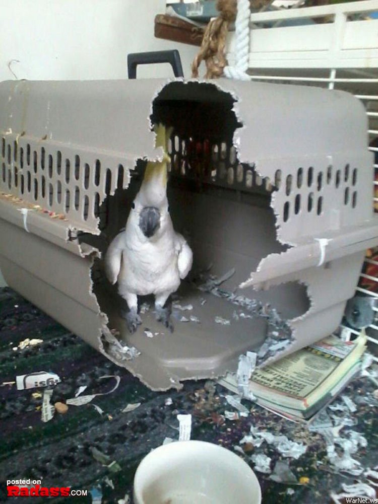 44 Incredibly Funny Pictures That Will Make You Smile - No pet crate is big enough for this bird.