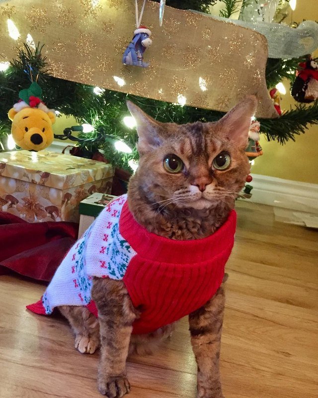 Cats vs Christmas trees
