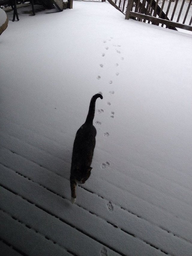 Cat coming in from the snow.