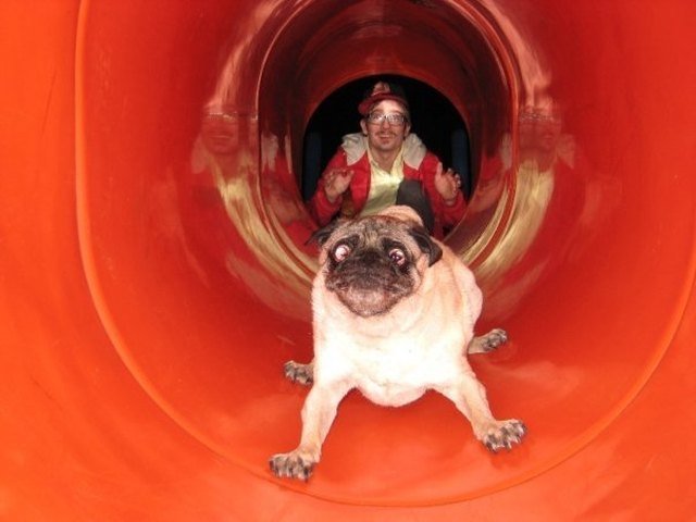 Pug going down slide.