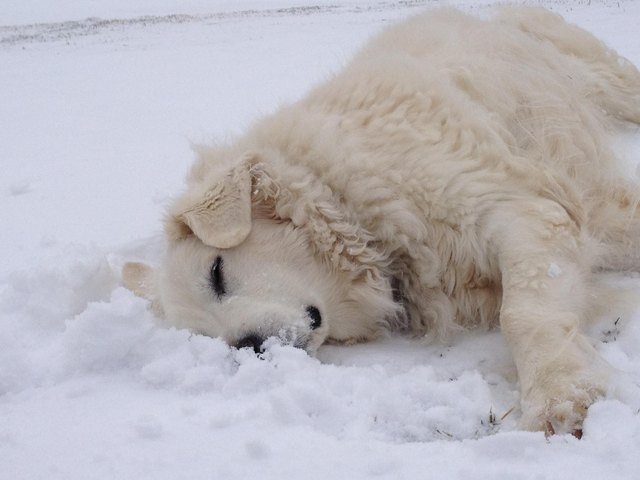 White dog laying in snow