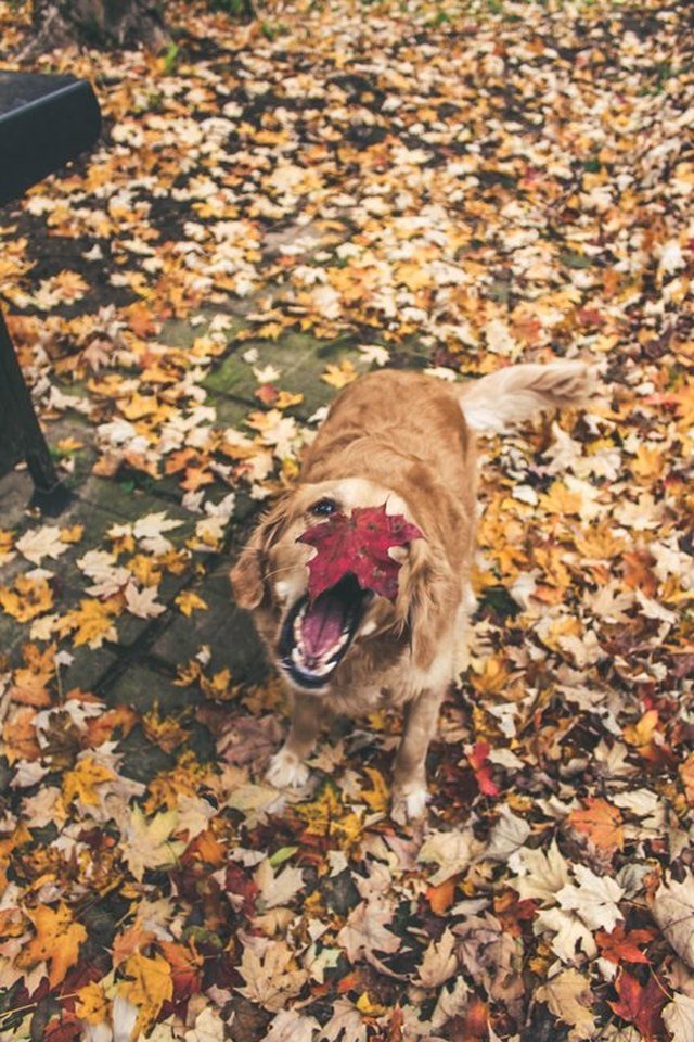 Dog biting leafs.