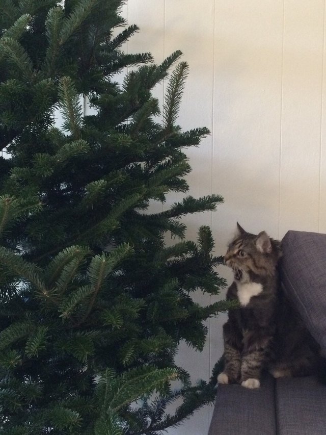 Cat looking at Christmas tree