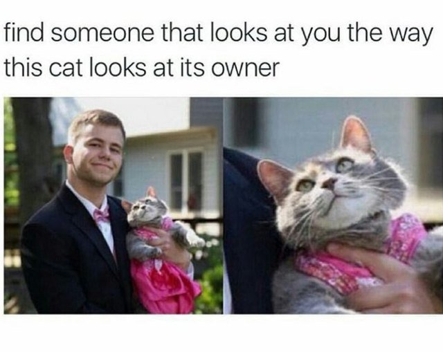 Cat looking at owner