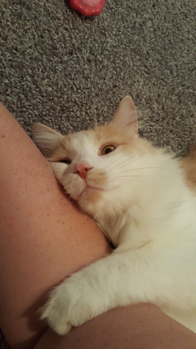 Cat looking lovingly at her person