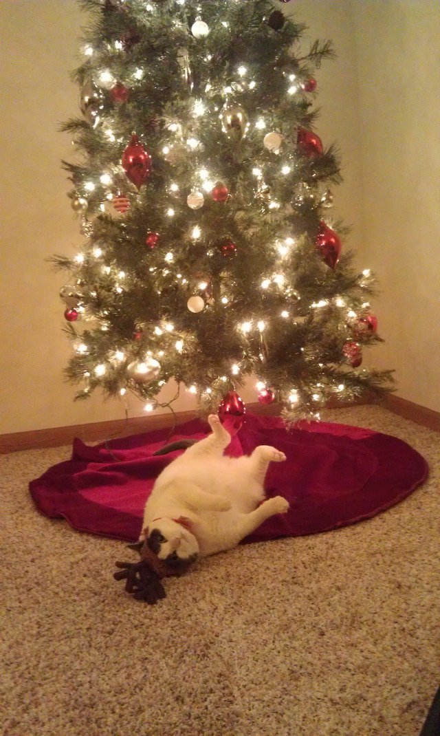 Cat wearing antlers lying under Christmas tree