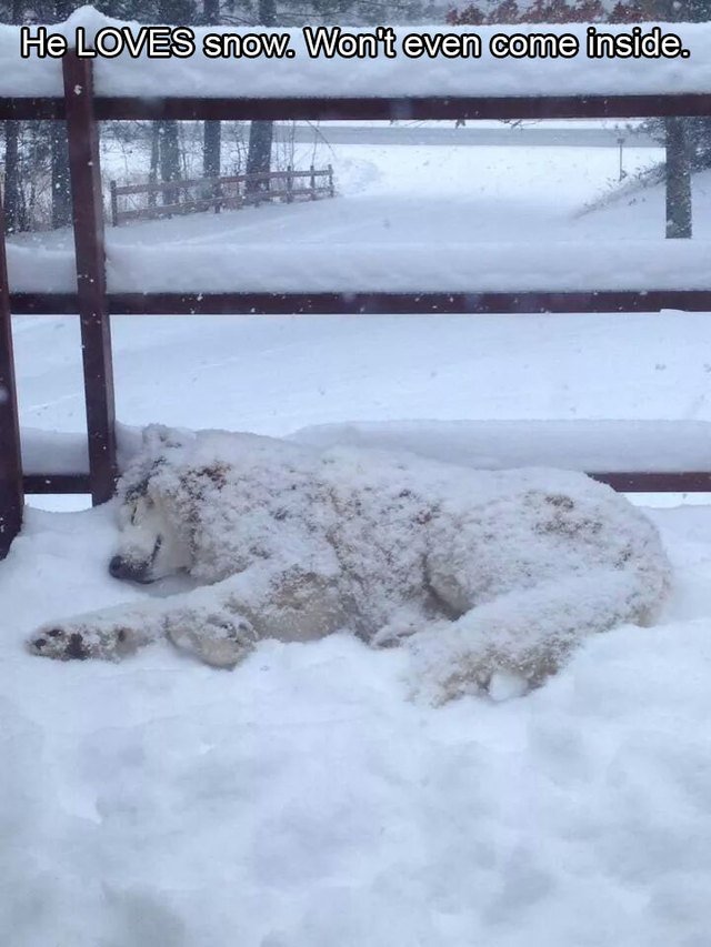 Dog napping in snow.