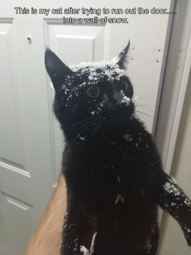 Cat that ran into a wall of snow.