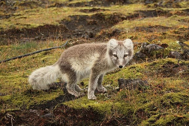 Arctic-fox-Iceland
