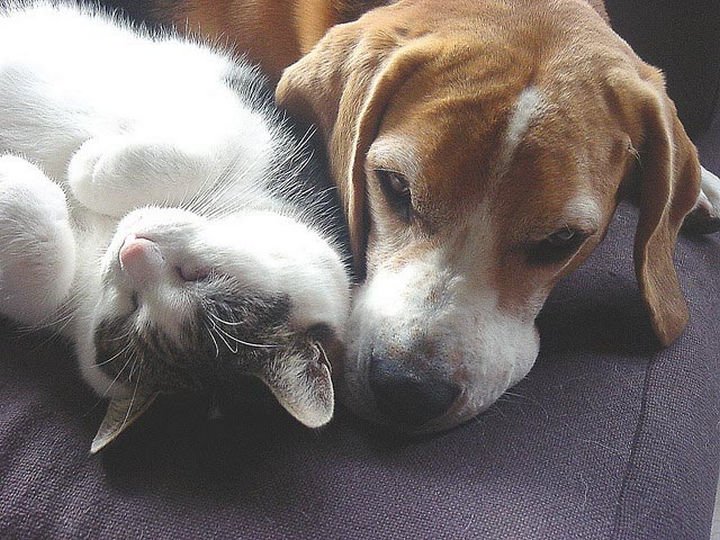 23 Dogs and Cats Sleeping Together - No better place than here.