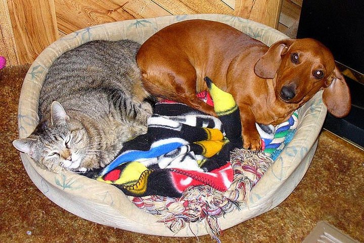 23 Dogs and Cats Sleeping Together - A bed for two. Sharing is caring.