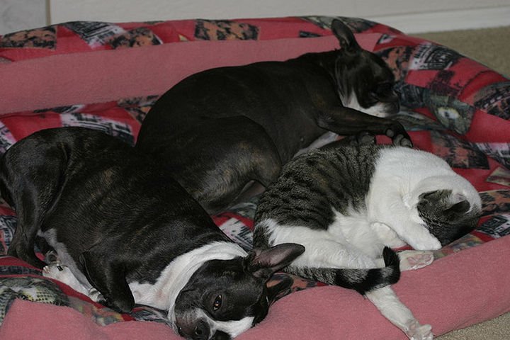 23 Dogs and Cats Sleeping Together - A trio of happiness.