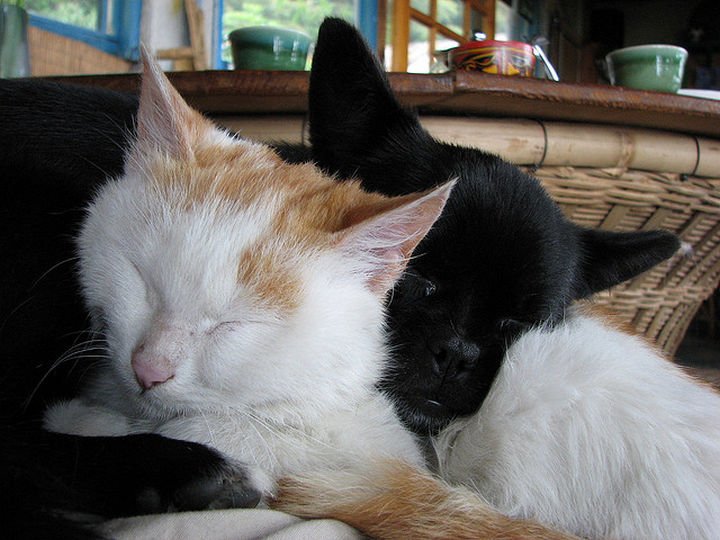 23 Dogs and Cats Sleeping Together - How cute is this?