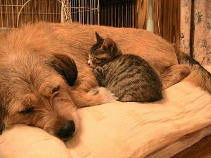 23 Dogs and Cats Sleeping Together - A lazy afternoon.