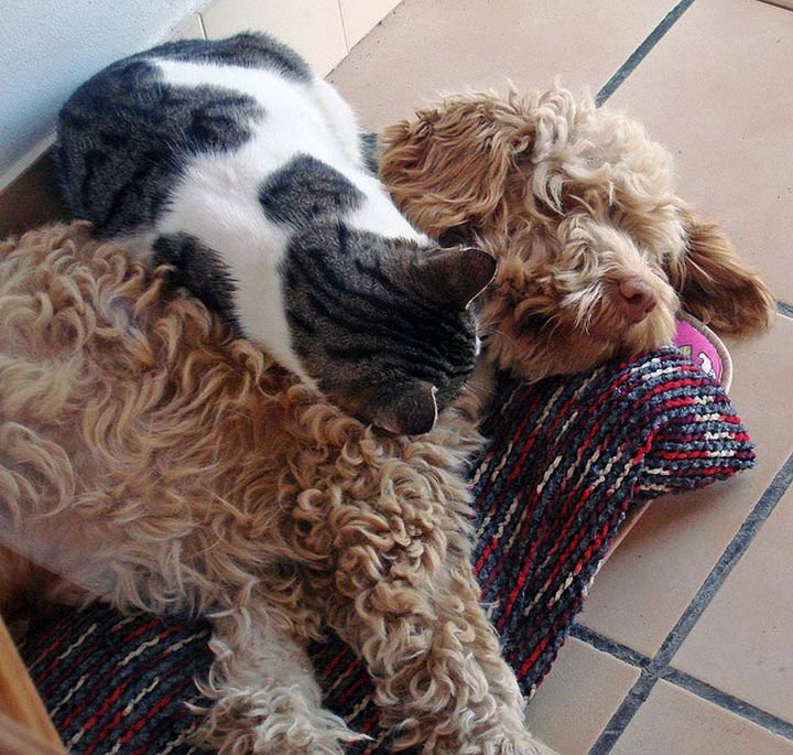 23 Dogs and Cats Sleeping Together - The best place to sleep.