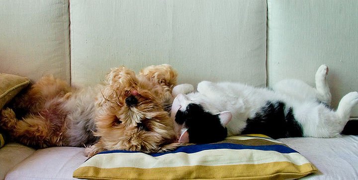 23 Dogs and Cats Sleeping Together - Puppy love.