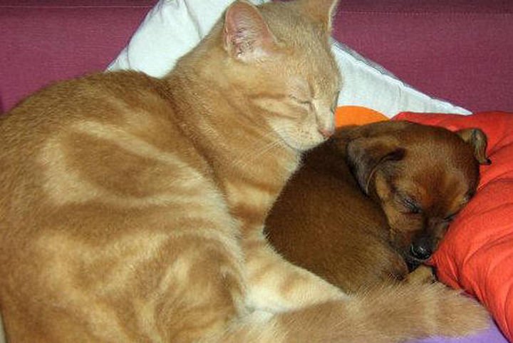 23 Dogs and Cats Sleeping Together - True pals.