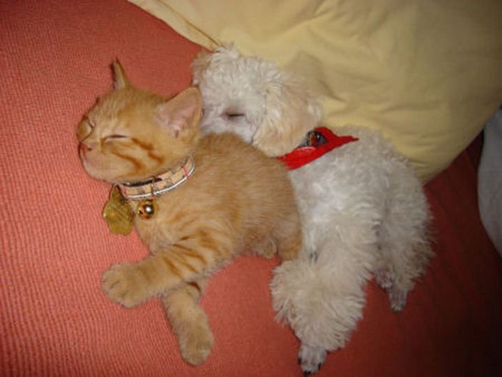 23 Dogs and Cats Sleeping Together - The perfect pillow.