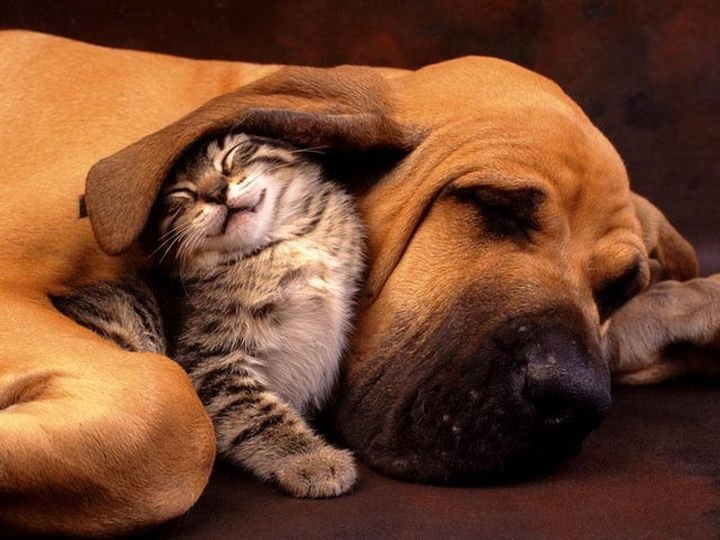 23 Dogs and Cats Sleeping Together - Warm and comfy.