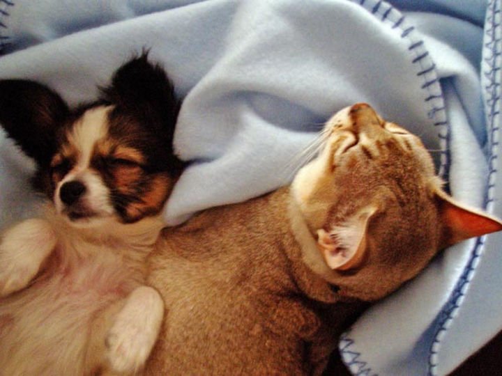 23 Dogs and Cats Sleeping Together - The best bed in the house.