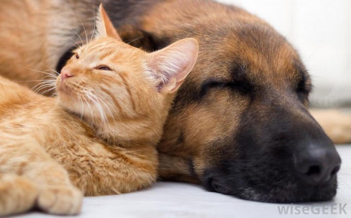 23 Dogs and Cats Sleeping Together - Life is good.