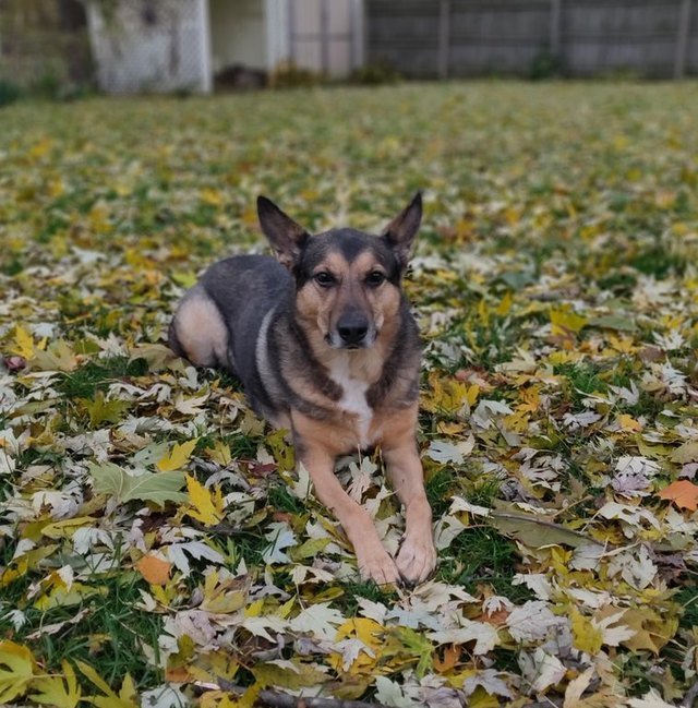 Dog sitting on leaves.