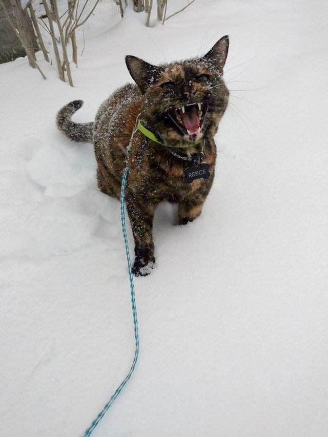 Cat meowing in the snow.
