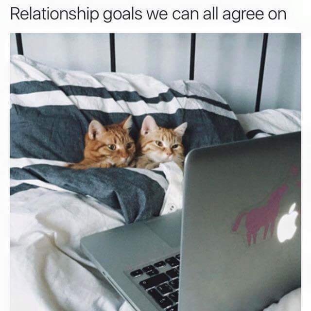 Two cats cuddling in bed with a laptop. Relationship goals we can all agree on
