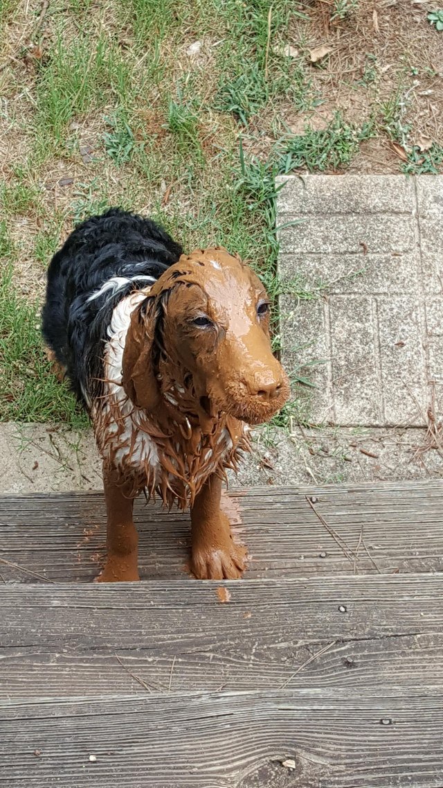 Dog with its head covered in mud.
