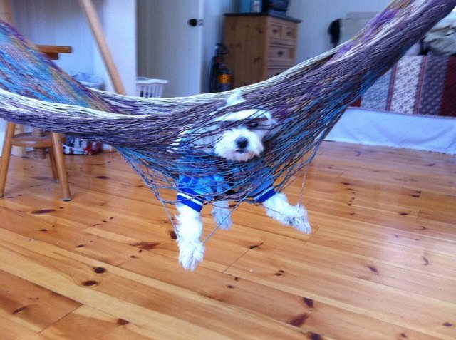 Dog stuck in a hammock.